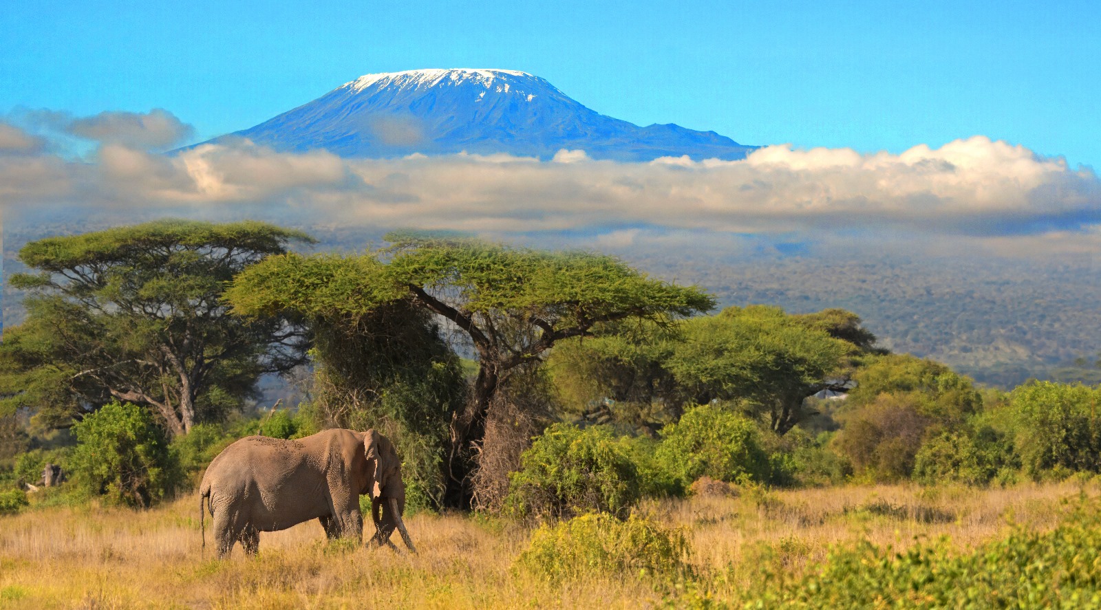Snow-capped Kilimanjaro seen from Amboseli